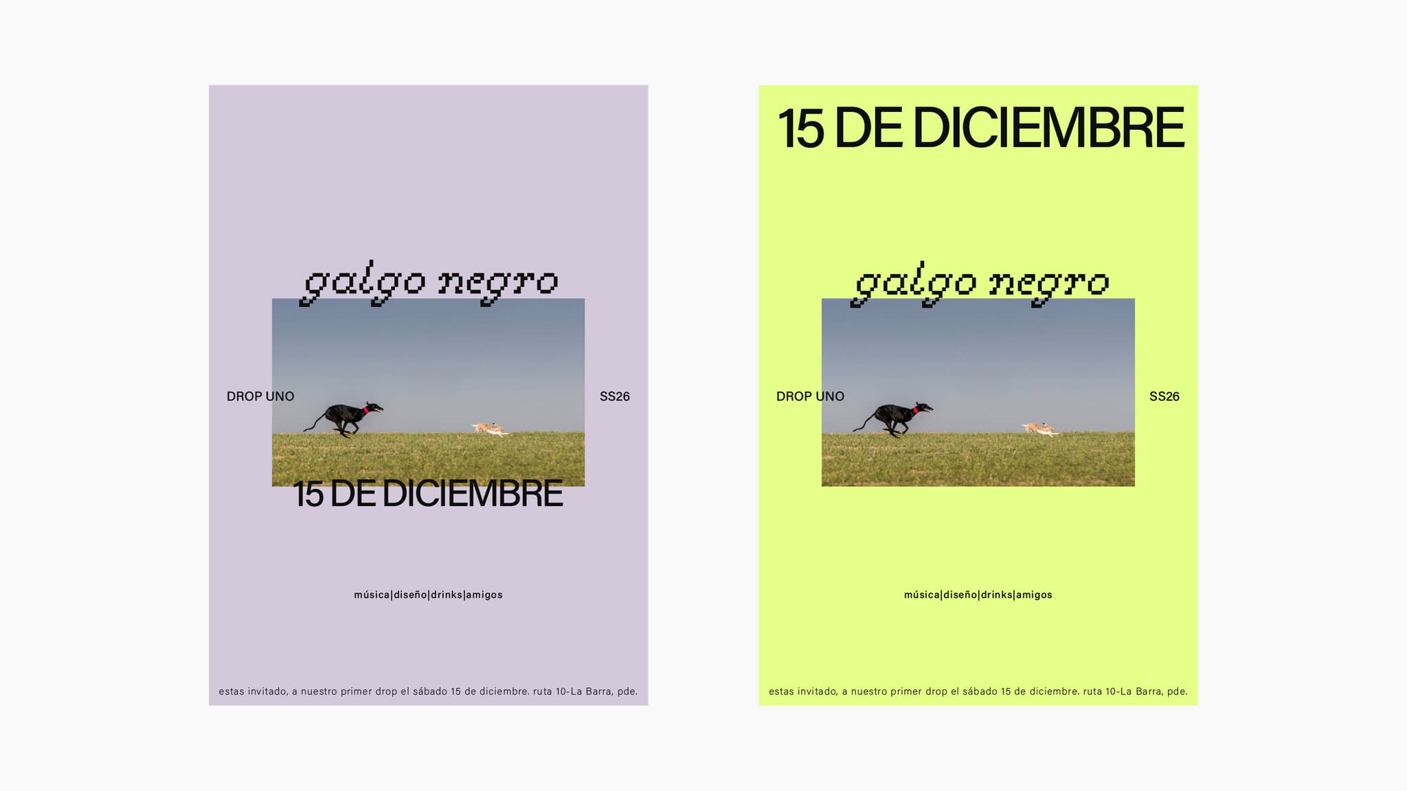 Image 8 for galgo negro